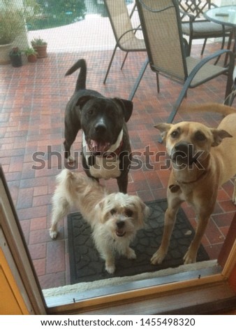 three dogs at the door 7238