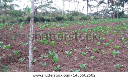 picture of agriculture in magelang city