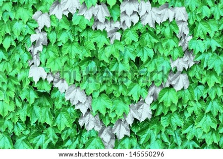 White  heart on green leaves over a wall 