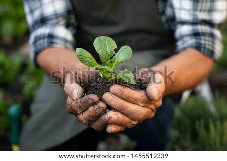 Senior man hands holding fresh green plant. Wrinkled hands holding green small plant, new life and growth concept. Seed and planting concept. Royalty-Free Stock Photo #1455512339