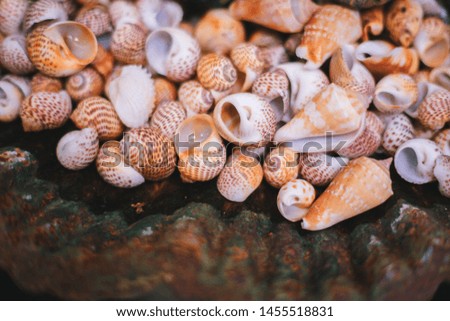 many real shell in thailand