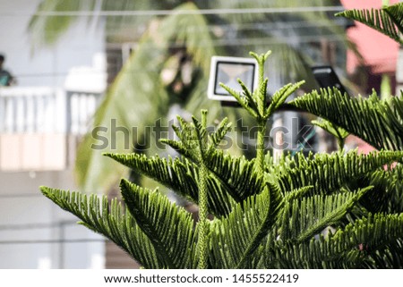 Closeup of green of Thuja trees (Platycladus orientalis) on isolated city background. Evergreen plant. Blooming Christmas leaves in sunlight. Nature background.