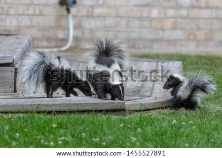 The striped skunk  (Mephitis mephitis) with young's near the human dwelling  Royalty-Free Stock Photo #1455527891