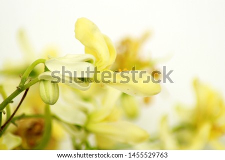 Moringa flower on white background. Moringa oleifera can use for herb.