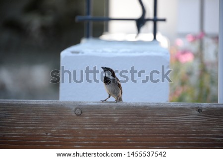 a sparrow in Bavaria, Germany