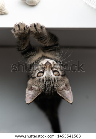 Young Kitten Standing Near Window Looking Outside