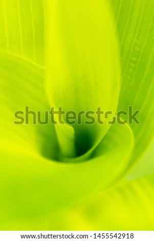 Green natural abstraction. Spiral growing leaves. Background for natural design. Beauty of the plant. Closeup of leaves.