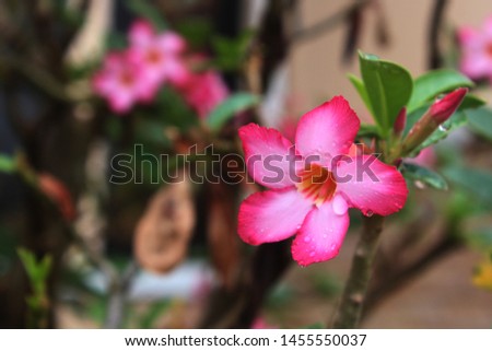 Pink Bignonia flower or Adenium flower, Adenium multiflorum, pink desert rose on the tree. Beautiful pink azalea or Impala Lily flowers in a fresh pink flower garden for backgrounds - images / ornamen