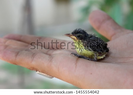 Hummingbird is one of the best beautiful bird , here is a baby bird which came out first time from the nest, it seems quit surprised in open world  Royalty-Free Stock Photo #1455554042