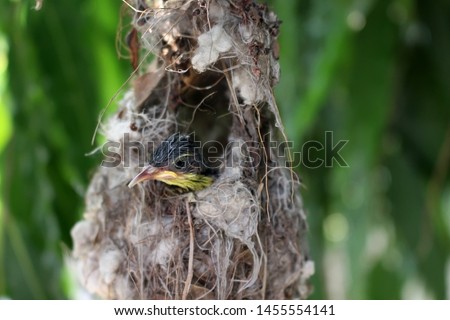 Hummingbird is one of the best beautiful bird , here is a baby bird which came out first time from the nest, it seems quit surprised in open world  Royalty-Free Stock Photo #1455554141