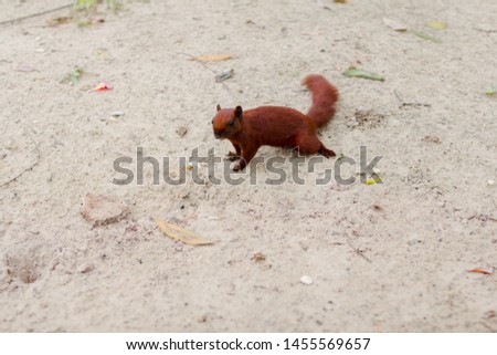 A squirrel eating grass and enjoying sunlight in winters. Crisp warm look and grassy ground. Cute squirrel with grass in hand taking bite off it!