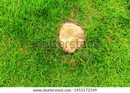 Tree stump in the middle of a green lawn, Green grass texture background, Green lawn, Backyard for background, Grass texture, Green lawn desktop picture, Park lawn texture.