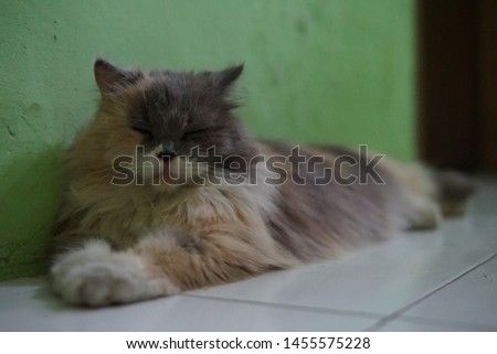 A picture of a long hair calico cat.