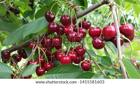  Cherry in the garden Fresh ripe plant Tree organice  Royalty-Free Stock Photo #1455581603