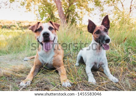 Two funny dogs outdoors. Staffordshire terrier and smooth fox terrier puppy in the grass on a summer day