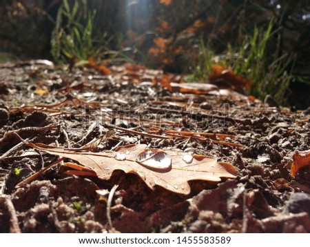 autumn leaf background forest texture nature