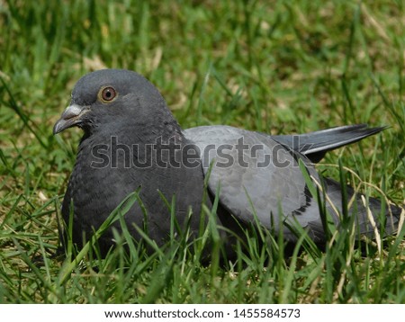 A picture of a sitting pidgeon in a park