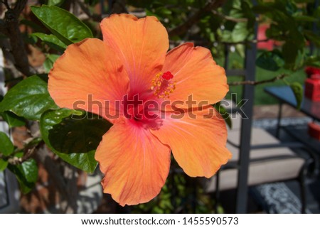 Tropical Hibiscus with orange petals and red throat