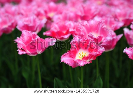 pink tulip flowers with green leaf background in tulip field at spring day.