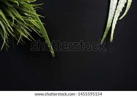 Aloe vera leaves with green grass, black background