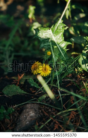 Little yellow flower on grass