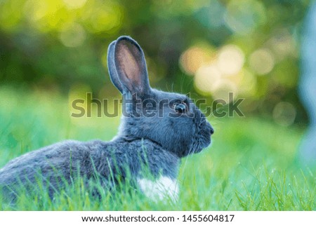 close up of a cute grey rabbit with white chest hair sitting on green grassy field under the shade with beautiful blurry background