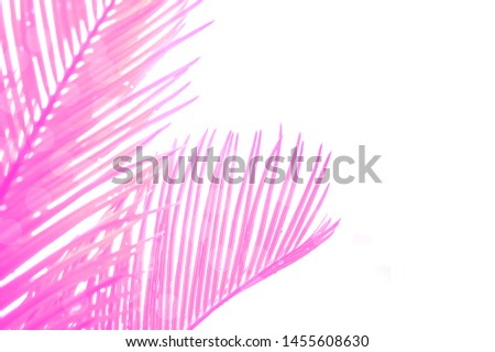 Tropical palm leaves isolated on white background, Summer tropical leaf, summertime background, Minimal, blurred, pink colored.