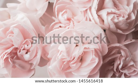Sweet pink carnation and blank space for soft color style, romantic concept, floral concept , wedding backdrop, Valentine's Day background