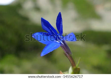 Wildflower Gentiana verna is a species of the genus Gentiana and one of its smallest members, only growing to a height of a few centimetres - near Seckau, Seckauer Zinken Alps, Styria, Austria, Europe