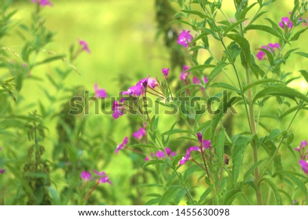 Wide range of Flower and Nature pictures
