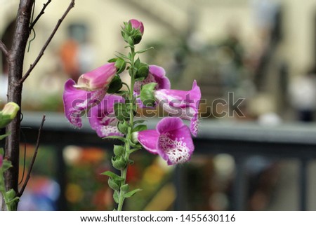 Wide range of Flower and Nature pictures