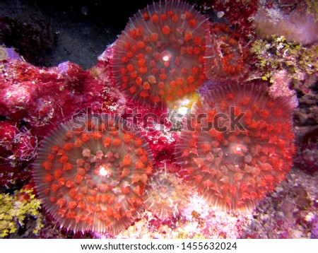 Sea anemone close up picture taken in Jamaica