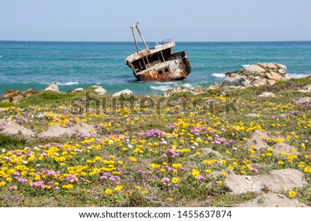 Cape wildflowers bloom in front of shipwreck at Cape agulhas southern tip of africa Royalty-Free Stock Photo #1455637874