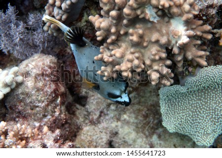 Blackspotted (Dogface) Puffer (Arothron nigropunctatus) Great Barrier Reef, Australia Royalty-Free Stock Photo #1455641723