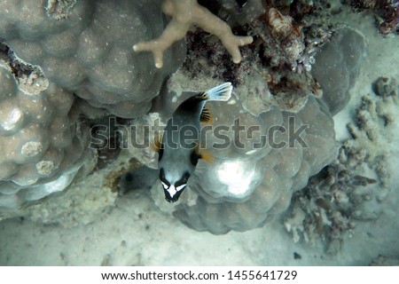 Blackspotted (Dogface) Puffer (Arothron nigropunctatus) Great Barrier Reef, Australia Royalty-Free Stock Photo #1455641729