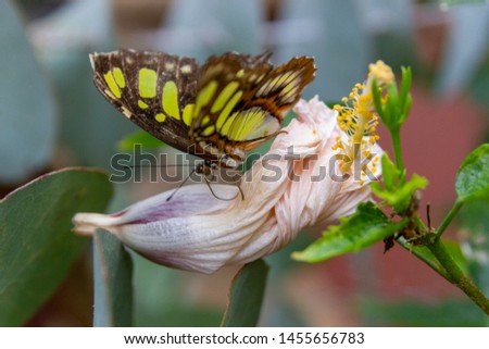 The malachite, Siproeta stelene  is a neotropical brush-footed butterfly. The malachite has large wings that are black and brilliant green or yellow-green. 