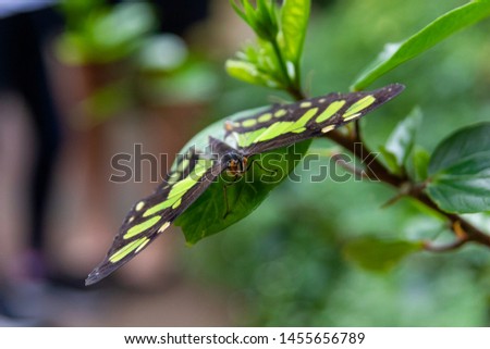 The malachite, Siproeta stelene  is a neotropical brush-footed butterfly. The malachite has large wings that are black and brilliant green or yellow-green. 