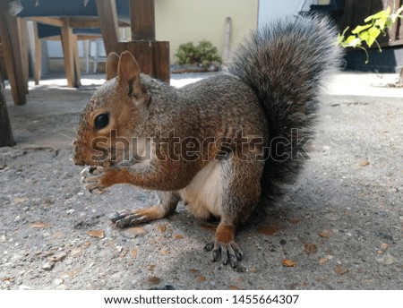 English squirrel, squirrel gnaws a nut