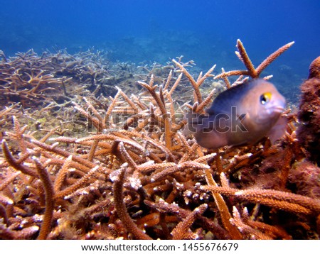 Damsel fish spotted by Finger Coral  picture taken in Jamaica