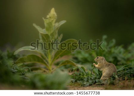 Cute Ground Squirrel in the natural environment, Spermophilus citellus, close up, meadow, nature, wildlife, colony, Czech republic, Europe