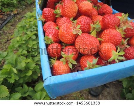 Red berry strawberries "Polka" (Fragaria × ananassa) picked up in the blue baskets, strawberry field in the backround Royalty-Free Stock Photo #1455681338
