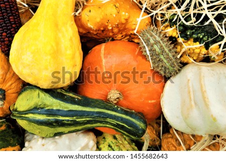 Many different pumpkins in the fruit market as background, close-up. 
Colorful varieties of pumpkins and squashes. Thanksgiving day. Halloween. Harvest of Pumpkins. Autumn season. Autumn time. 