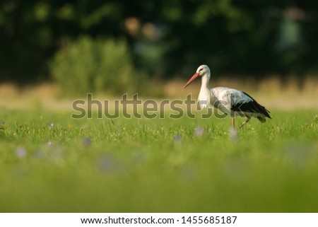 White stork on a flowering meadow, Ciconia ciconia, natural environment, wildlife, close up, Czech Republic, Europe 