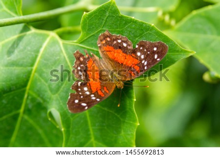 Scarlet peacock, Brown peacock or Anartia amathea is a species of nymphalid butterfly, found primarily in South America. 