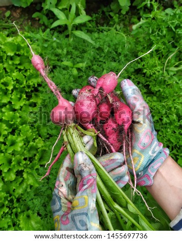 Hands woman farmer holding a torn radish. Fresh radish. Organic vegetables