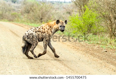 Spotted hyena crossing dust road in South Africa