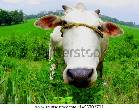 INDIAN DOMESTIC ANIMALS  COW AND HORSE