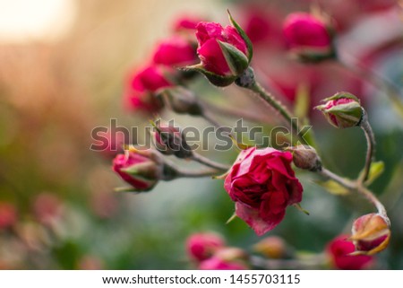 Red Rose flowers, red flowers bokeh
