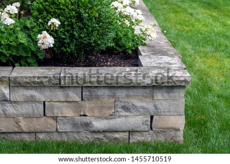 A natural stone retaining wall with matching coping creates a raised planter bed which has been planted with white roses.  It is the perfect height to sit on, expanding outdoor seating in the garden. Royalty-Free Stock Photo #1455710519