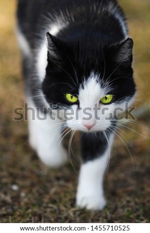 Cat with bright green eyes stalking and hunting prey